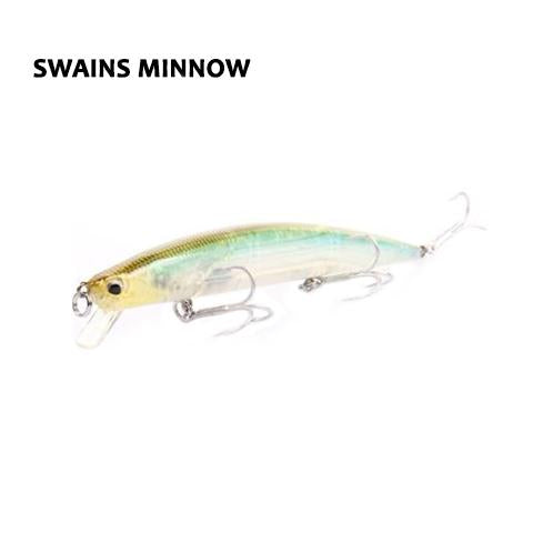 Swains Minnow