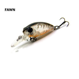 Fraser Minnow