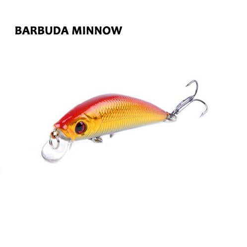 Barbuda Minnow