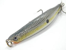 Sumatra Minnow