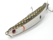 Sumatra Minnow