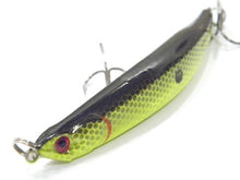 Sumatra Minnow